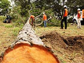 Safest Tree Removal Methods