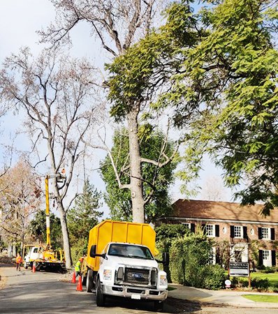 Tree Trimming Austin