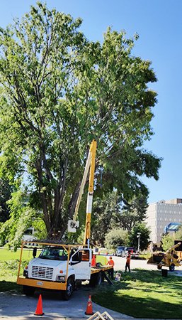 Certified Leander Tree Service Experts