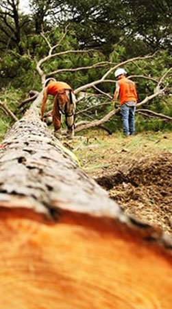 Certified Austin Tree Service Experts